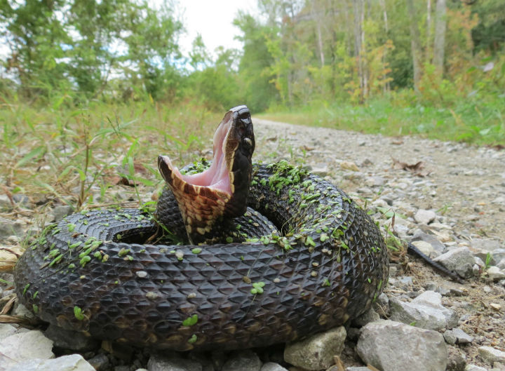 Cottonmouth